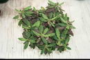Euphorbia decaryi